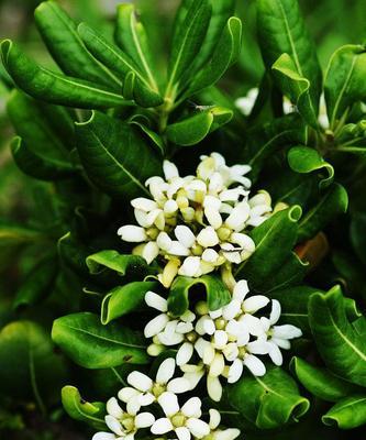 以海桐花的花语为主题的文章（探索海桐花的花语和象征意义）