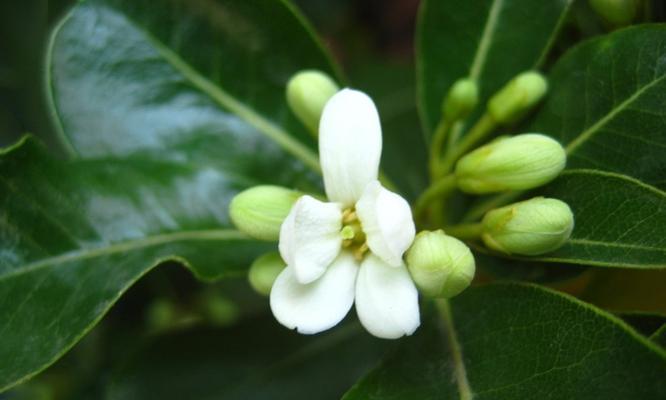 以海桐花的花语为主题的文章（探索海桐花的花语和象征意义）