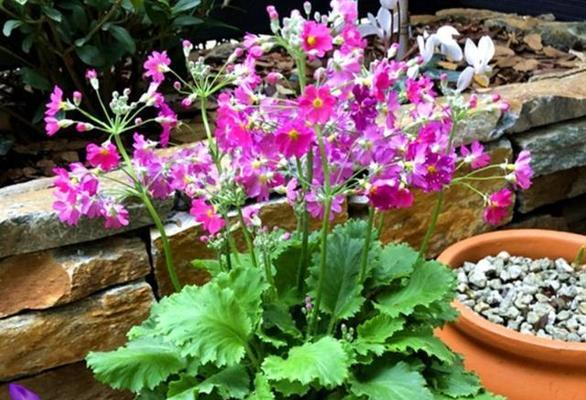 报春花开花时间与花期（了解报春花的生长习性）