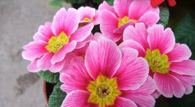 报春花开花时间与花期（了解报春花的生长习性）