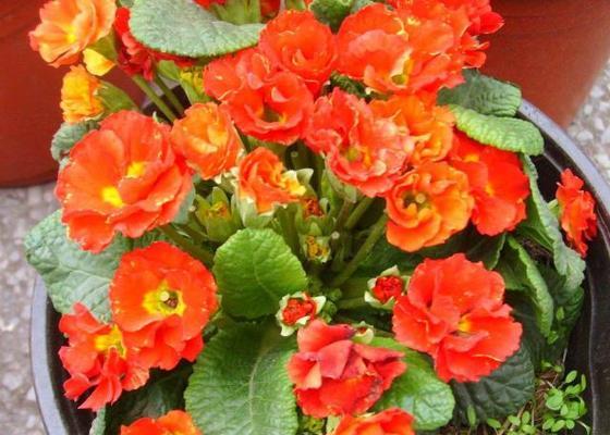 报春花不仅是美丽的春季花卉，还是多年生植物（探究报春花的生长习性和养护技巧）