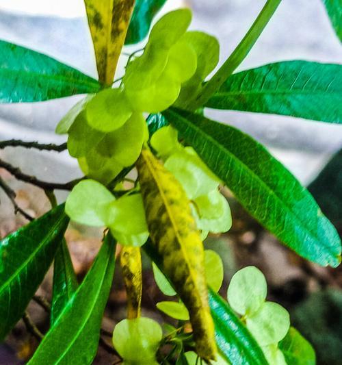 以海桐花花语的诗意盛开（传递爱意）
