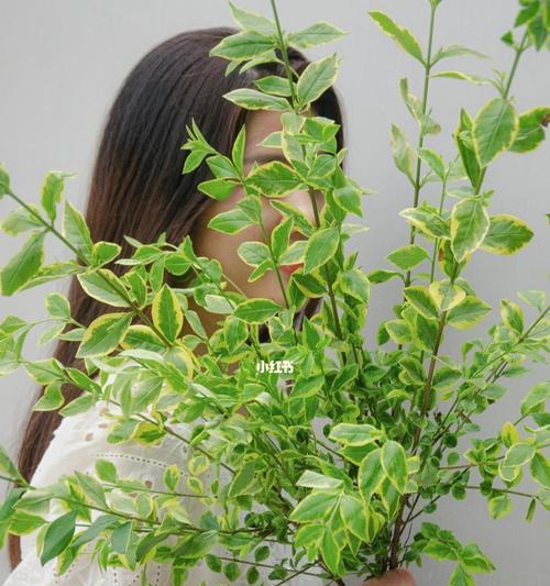 以海桐花花语的诗意盛开（传递爱意）