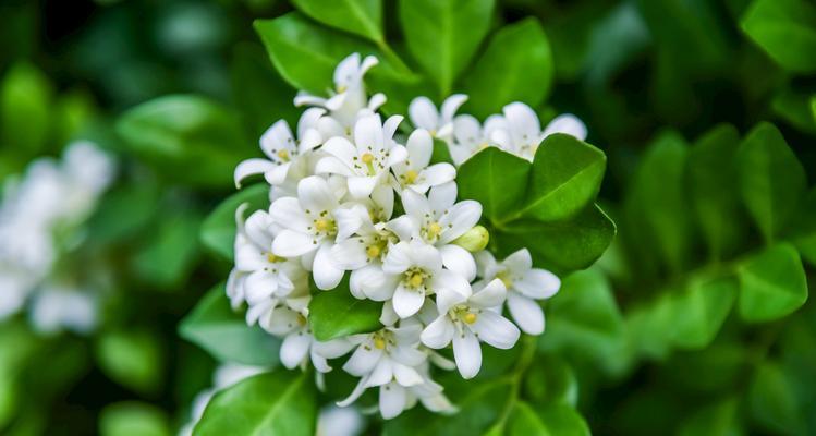 海桐花语（探索自然花语的奥秘）