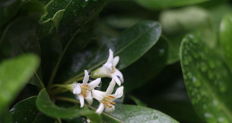 海桐花语（探索自然花语的奥秘）