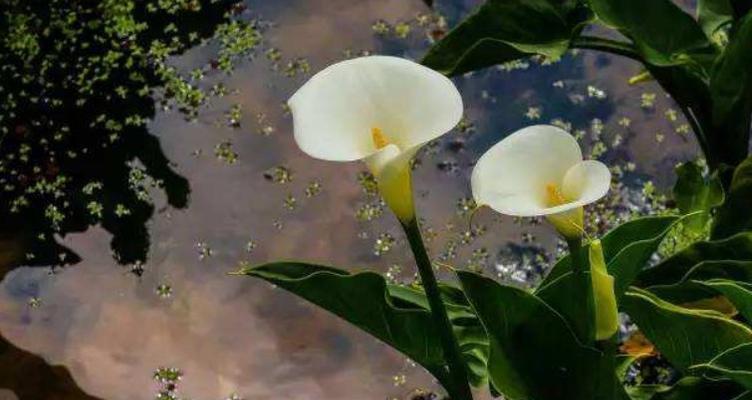 海芋花的花语（盛开在心间的美丽与深情）