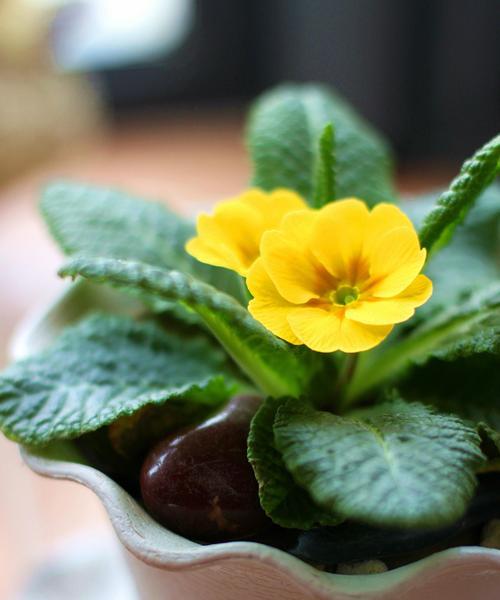 报春花的种植与养护（打造美丽的春日花园）