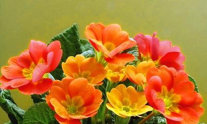 报春花的种植与养护（打造美丽的春日花园）