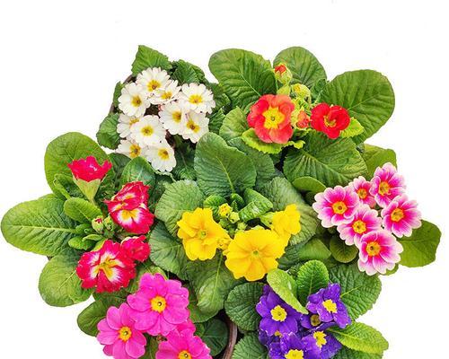 报春花的种植与养护（打造美丽的春日花园）