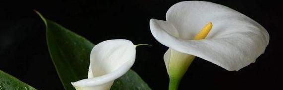 海芋花的花语与含义（探索海芋花的秘密）