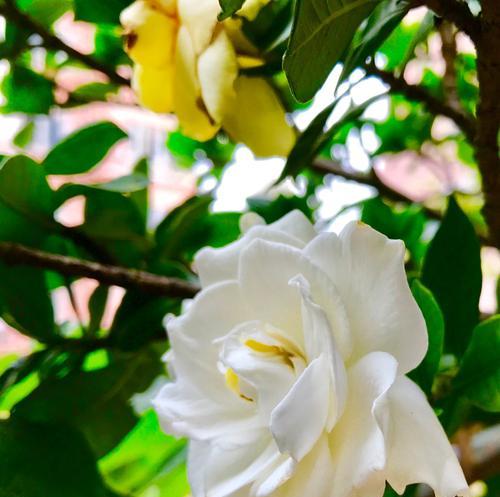 以含笑花为主题的花语之美（传递幸福与快乐的含笑花语）