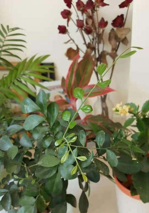 如何处理报年红开花后（实用技巧让花更美丽）