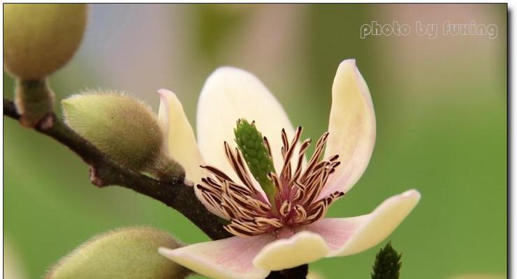 以含笑花为寓意的文章（蕴含欢乐和积极力量的花朵）