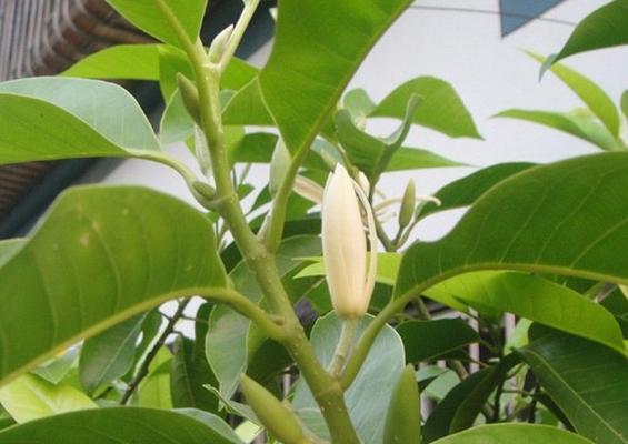 以含笑花为寓意的文章（蕴含欢乐和积极力量的花朵）