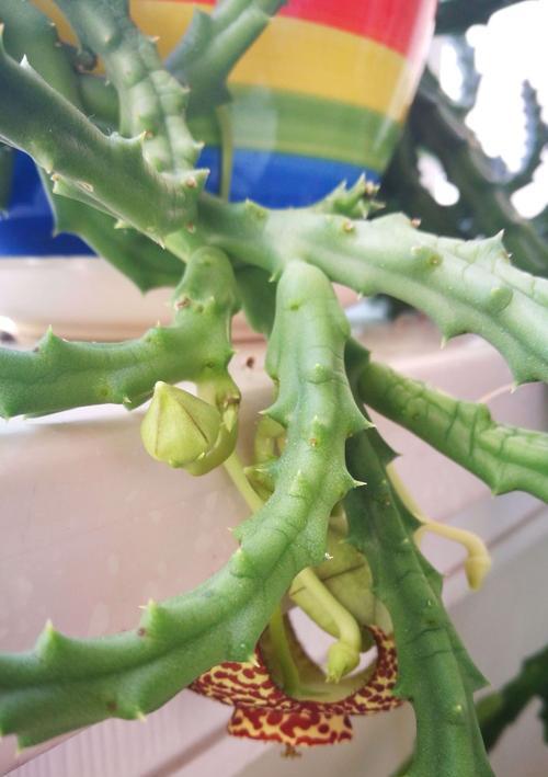 豹皮花的种植与开花（让你成为豹皮花种植高手）