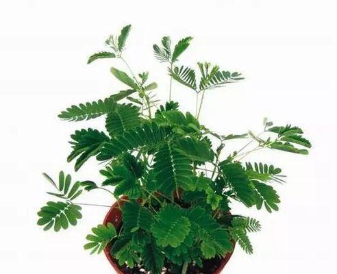 含羞草的花语（从脆弱到坚强）