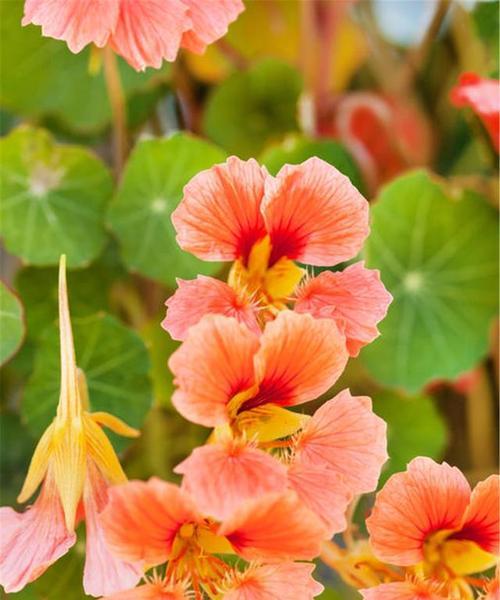 旱金莲花语（探寻旱金莲花的内涵及其象征意义）