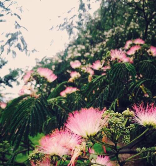 合欢花（唤醒心灵的美丽佳人）