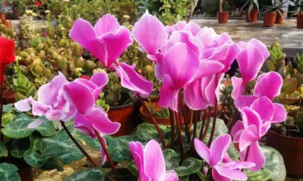 北方春节必备花卉推荐（迎新春）