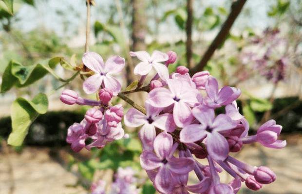 北国冬花缤纷（探寻北方冬季花卉景观）