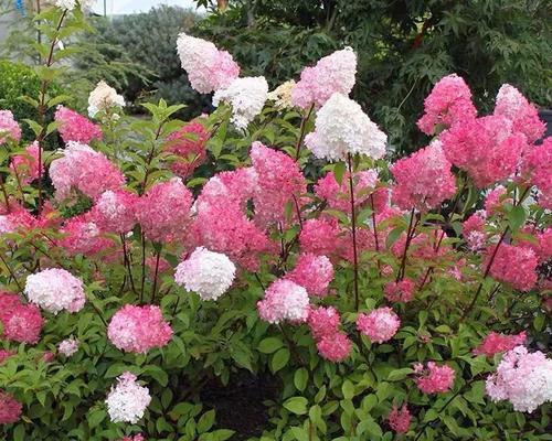北方冬季养花攻略（打造室内花园）