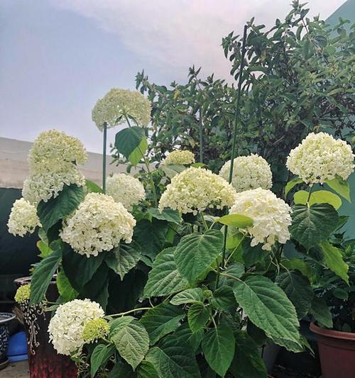 北方冬天适合种植哪些花卉（探究北方冬季开花的花卉品种及其栽培要点）