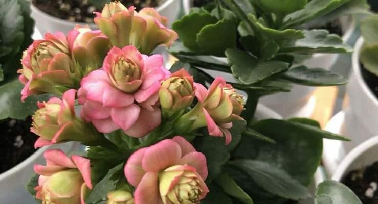 北方冬天适合种植哪些花卉（探究北方冬季开花的花卉品种及其栽培要点）