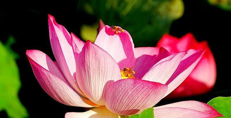 令箭荷花——花开水上的傲然之美（以令箭荷花的花语和寓意为主题的花卉赏析与传承）