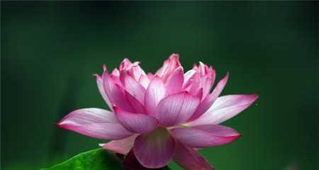 令箭荷花——花开水上的傲然之美（以令箭荷花的花语和寓意为主题的花卉赏析与传承）