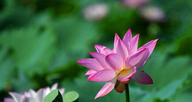 令箭荷花——花开水上的傲然之美（以令箭荷花的花语和寓意为主题的花卉赏析与传承）