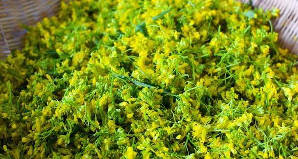 北方红菜苔种植的时间和方法（打造丰收的技巧与实践）