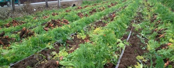 北方胡萝卜最佳种植时间（从温度）