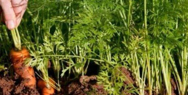 北方胡萝卜最佳种植时间（从温度）