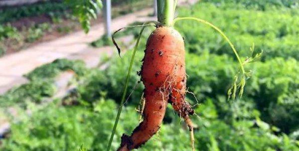 北方胡萝卜种植时间和方法（学会这几个技巧）