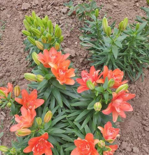 北方花卉——美丽的秋季花海（以菊花为主的北方花卉展示）