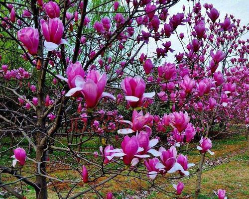 北方花卉——美丽的秋季花海（以菊花为主的北方花卉展示）