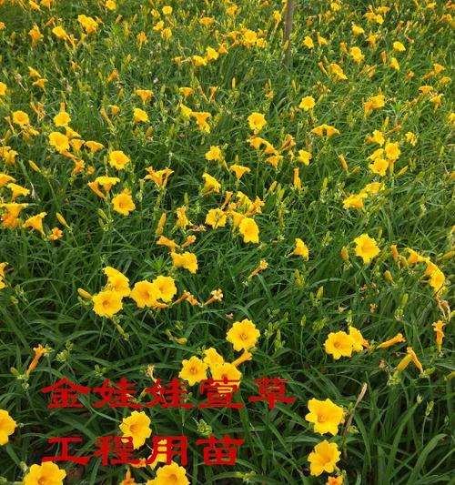 北方花卉——美丽的秋季花海（以菊花为主的北方花卉展示）