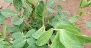 北方花生的播种时间剖析（揭秘北方花生种植的窍门）
