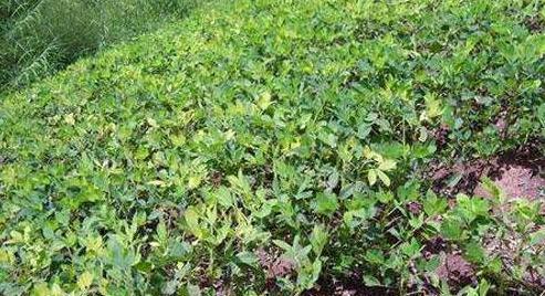 北方花生的播种时间剖析（揭秘北方花生种植的窍门）