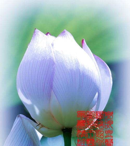 牡丹与荷花的寓意（华丽与纯净的对比）