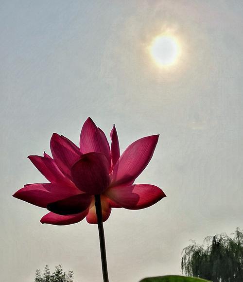 牡丹与荷花的寓意（华丽与纯净的对比）