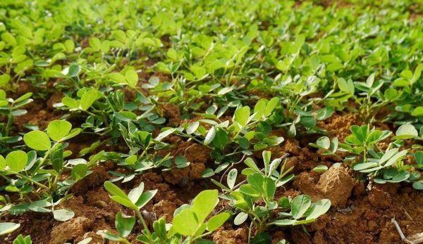 北方花生种植全攻略（时间、方法、注意事项一网打尽）