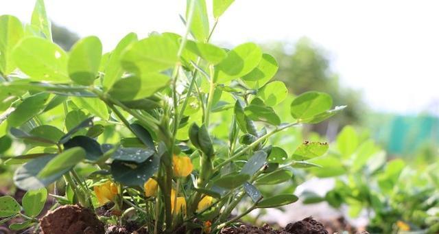 北方花生种植全攻略（时间、方法、注意事项一网打尽）