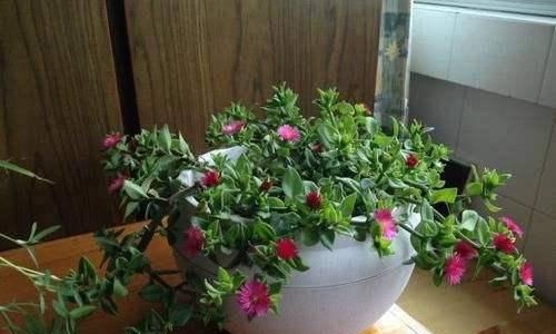 北方家居适合种植的优美花卉（打造美丽的室内花园）