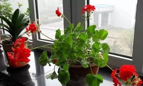 北方家居适合种植的优美花卉（打造美丽的室内花园）