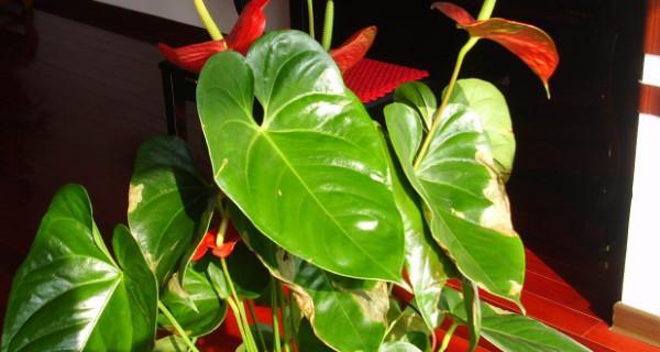 北方家居适合种植的优美花卉（打造美丽的室内花园）
