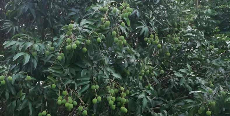 北方可以种荔枝吗（探究北方地区种植荔枝的可行性及注意事项）