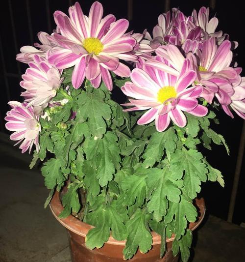 花开芬芳（荷兰菊花语的探索与解读）
