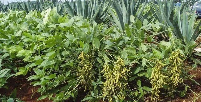 北方毛豆种植月份选择与技巧（掌握种植季节）