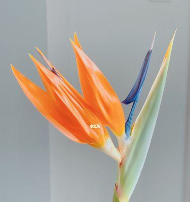 鹤望兰花语（传递纯净高尚）